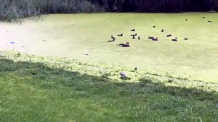 Ce chien qui croyait marcher sur l'herbe !