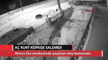 Aç kurt köpeğe saldırdı