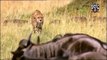 Most Amazing Wild Animal Attacks - Prey Animals vs Predator Fight Back   Giraffe,Lion,Cheetah,Hyena