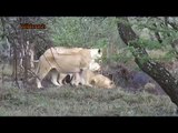 Most Amazing Wild Animal Attacks - Prey Animals vs Predator Fight Back   Hippo attack and Kills Lion