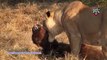 Most Amazing Wild Animal Attacks - Prey Animals vs Predator Fight Back   Lion Attack Buffalo,Zebra