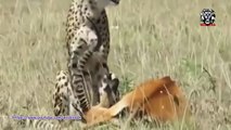 Most Amazing Wild Animal Attacks - Prey Animals vs Predator Fight Back   Lion attack Zebra,Buffalo