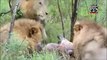 Most Amazing Wild Animal Attacks - Prey Animals vs Predator Fight Back   Lion vs Elephant vs Hyena