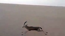 هكذا تصطاد الغزلان