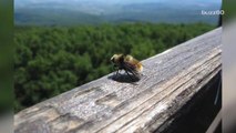 The First Bumblebee Was Just Added to the Endangered Species List