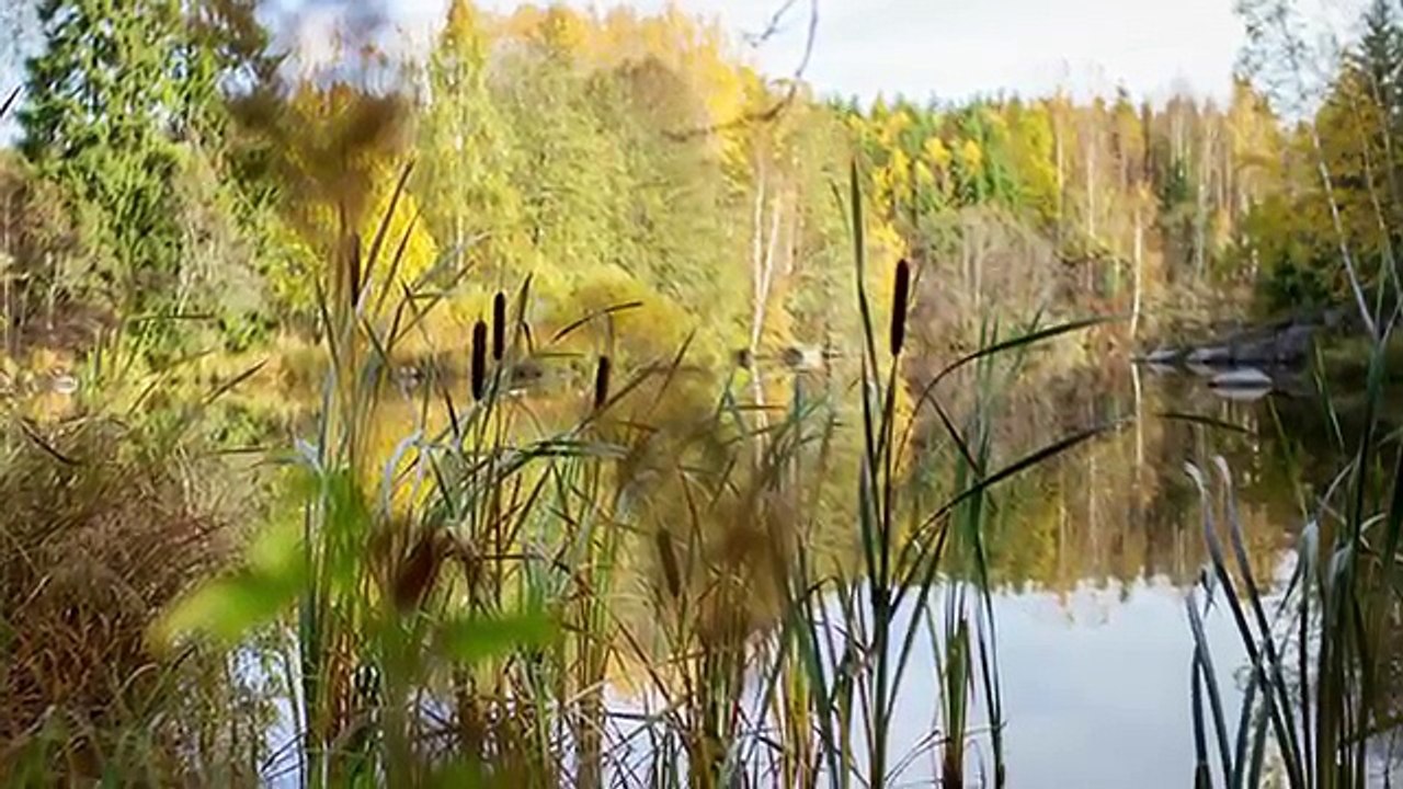 Tony Henrik Halttunen Valokuvaus