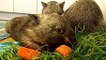 Far Too Hot for Wombats to Bother Getting Up for Breakfast