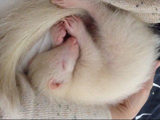 Baby Skunk Adorably Jealous of Daydreaming Dog