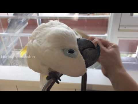 Cockatoo Enjoys Beauty Treatment With Brush