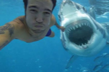 Requin attaque en DIRECT un plongeur sauvé par son harpon