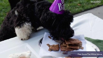 Why Bo and Sunny Obama Will Be Missed as Much as the President