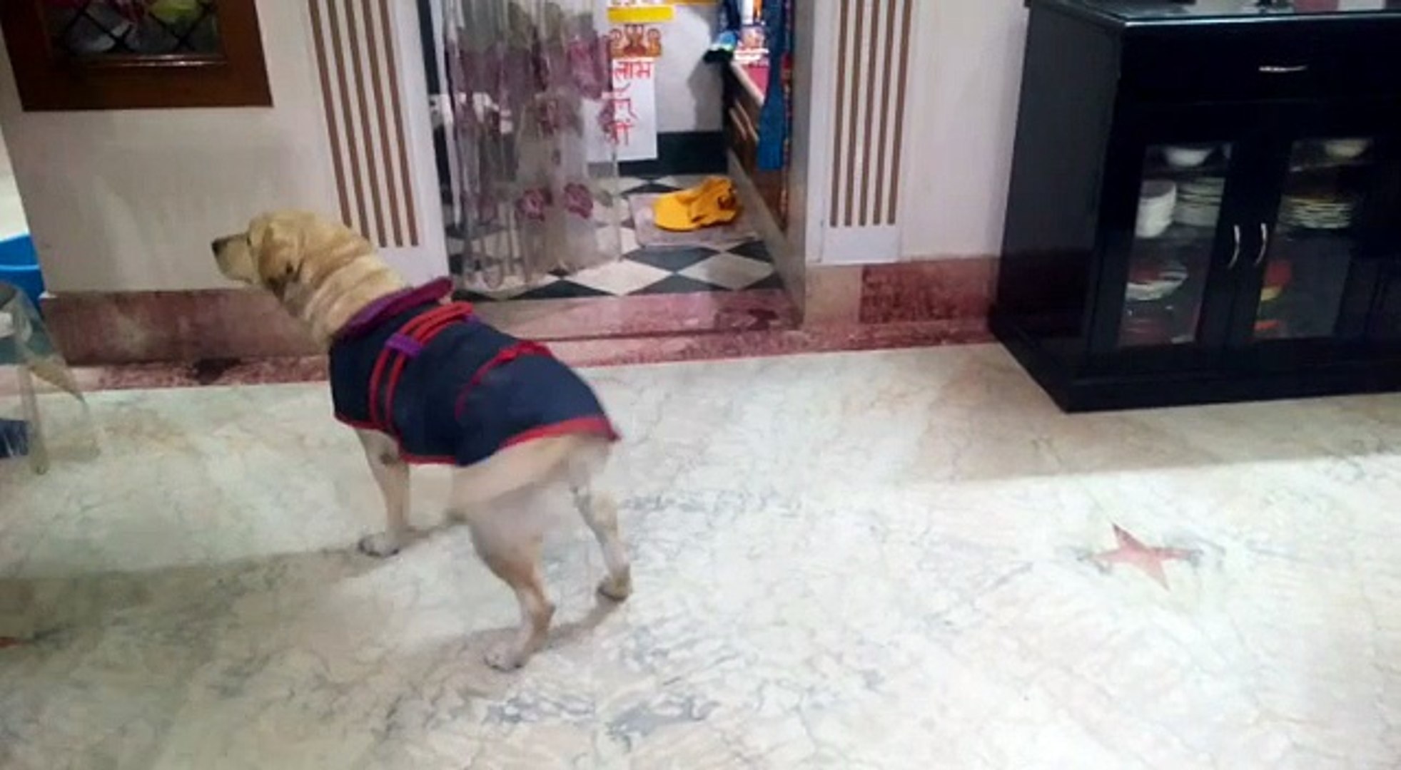 ⁣Funny Pets