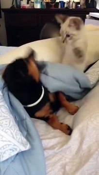 Un chaton embête un chiot durant sa sieste