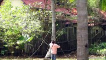 Hard-working monkey scales treetops for coconuts