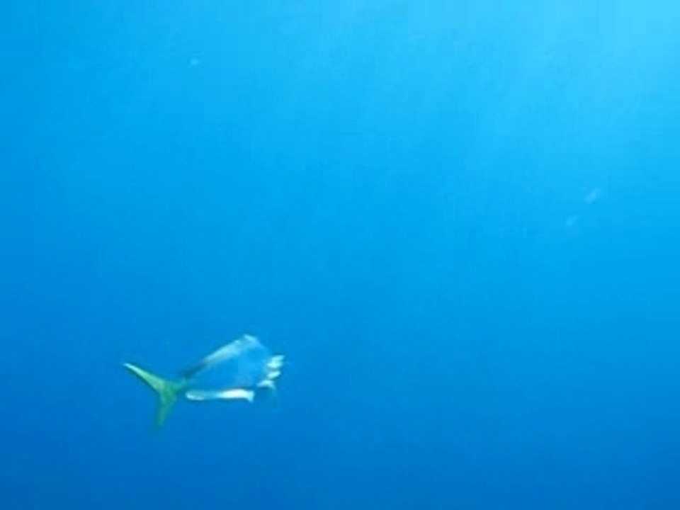 peche de la daurade coryphene