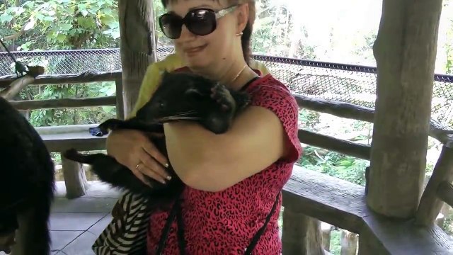 Кот медведь)