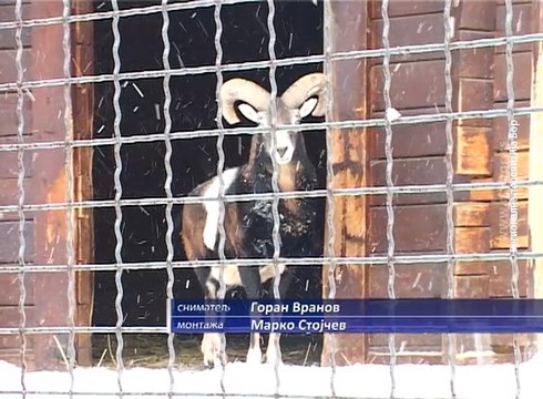 Zimska idila u borskom Zoo vrtu, 11. januar 2017. (RTV Bor)