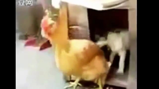 ПРИКОЛ 2015 ГОДА!!! СМОТРЕТЬ ВСЕМ! РЖАКА!