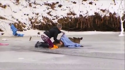 Il risque sa vie pour sauver une biche prise au piège sur la glace