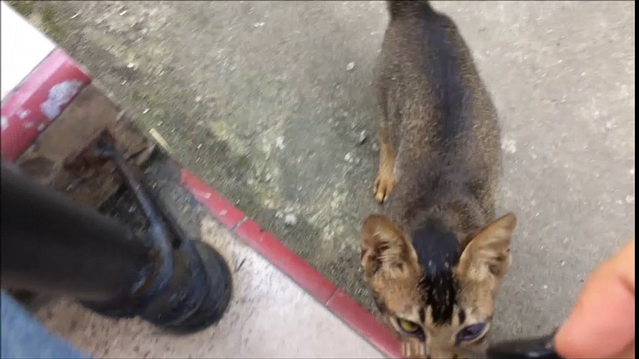 Funny cat