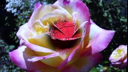 ° Mon amie la Rose °