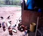 cria de gallinas guanape