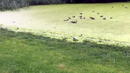 Un clébard bien con tente d'attraper des canards dans une mare... mal lui en prend