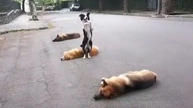 Un chien saute par-dessus des chiens