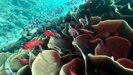 Liveaboard Life: The Palau Aggressor