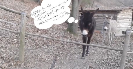 "Burro inteligente" vira sensação na Internet após demonstrar que de "burro" não tem nada...
