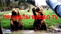 Прикол. Енот ест белый виноград