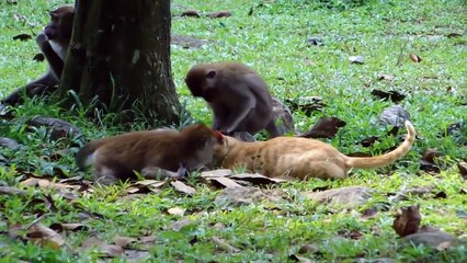 Monkeys VS CATS (HD) [Trip Burger Pets] - YouTube