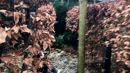 OF IK GEK BEN | HGVT trailer