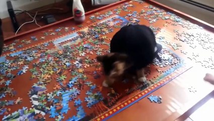 Приколы про котов 2016