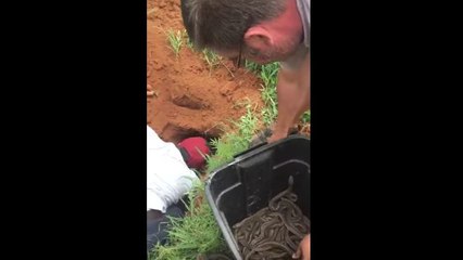 Extraction de 68 bébés pythons d'un terrier
