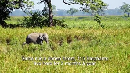 Meet the man who planted a forest