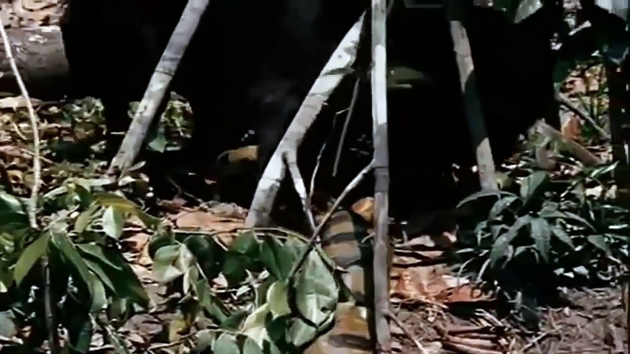 Jaguar vs. Anaconda - the battle of wild animals