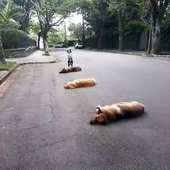 Un chien s'amuse à sauter au dessus d'autres chiens