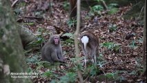 Unlikely couple- Liaison between a Sika deer and a Japanese snow monkey -Dailimotion