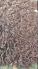 Video Puluhan Ribu Lipan Keluar Dari Dalam Tanah, Pertanda Gempa Bumi Besar Bakal Berlaku