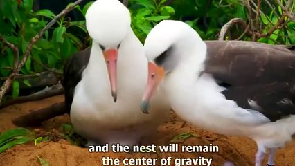 Amazing Animal Homes - BBC Nature Documentary