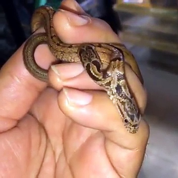 Snake 2 mouth