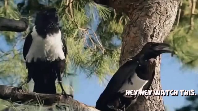 ТЕСТ НА ПСИХИКУ CHALLENGE НЕ ДЕТСКИЕ ПРИКОЛЫ 2016 ЛУЧШИЕ №274