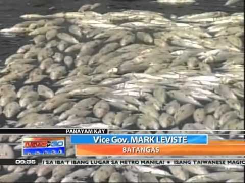 News to Go - Howie Severino interviews Batangas Vice Gov. Leviste about fish kill 6/3/11
