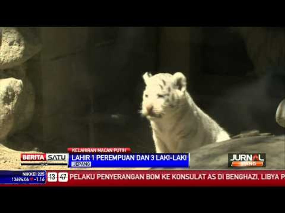 Kelahiran Macan Putih