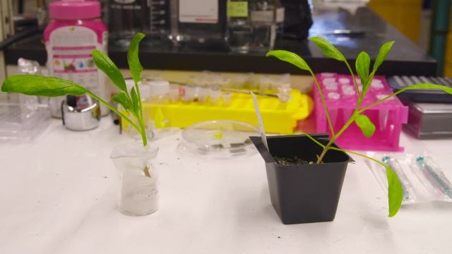 This Spinach Plant Can Actually Detect Explosives