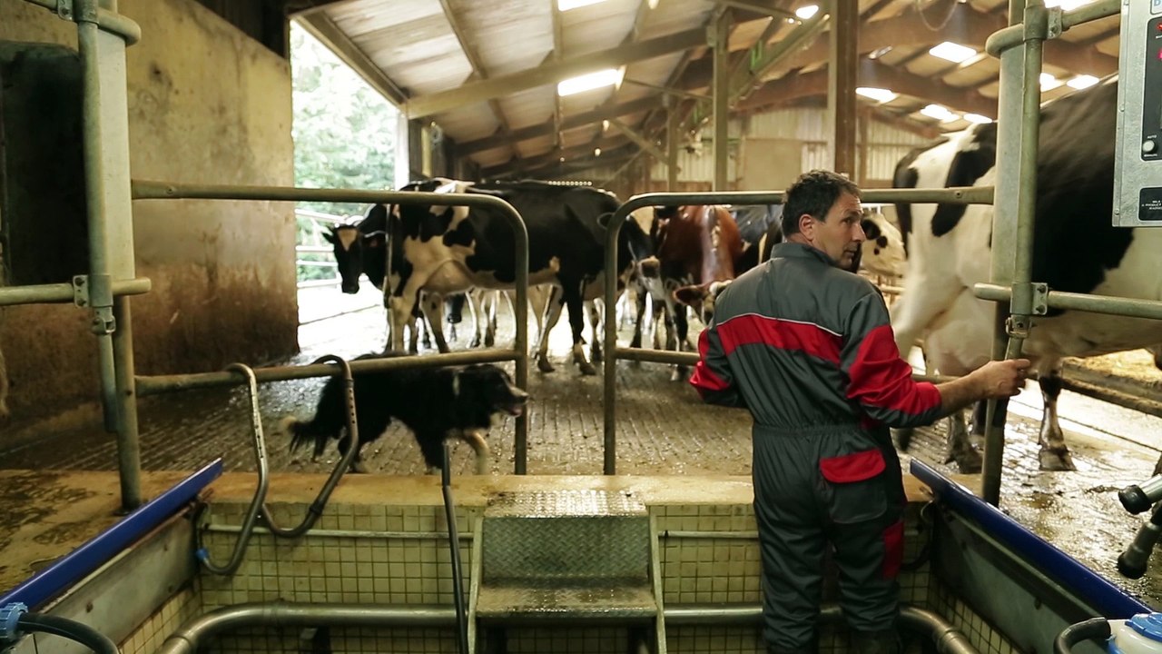 L’amélioration des conditions de travail grâce au chien de troupeau