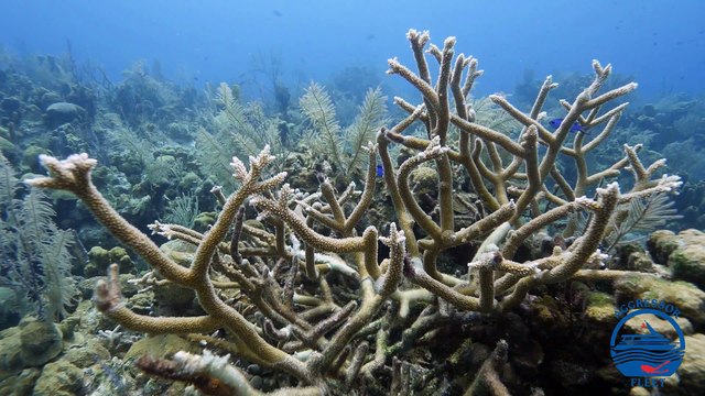 Liveaboard Life: The Belize Aggressor III and Belize Aggressor IV