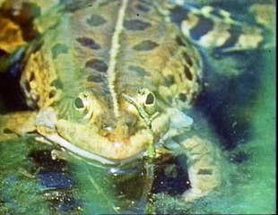 Not The Nine O'clock News 6