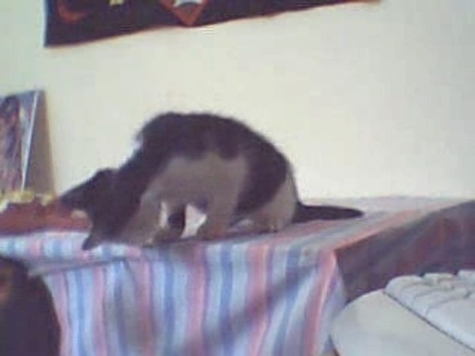Chaton qui tombe